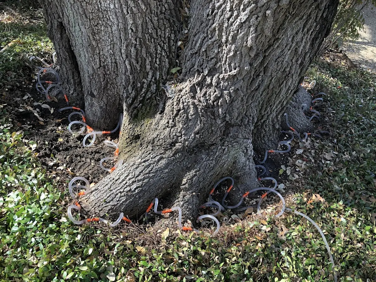 Detailed Tree Cabling and Bracing job site in New Providence
