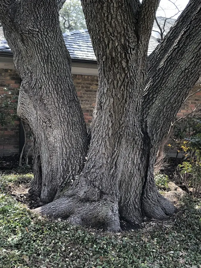 Mature heritage tree close to a New Providence property cared for by certified arborists